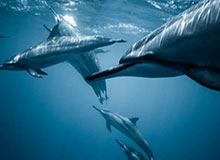 开元棋牌官方网站-声音丨有多少爱可以重来